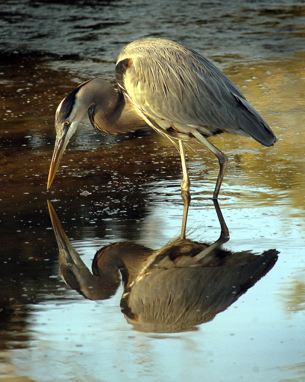 071620_heron eating